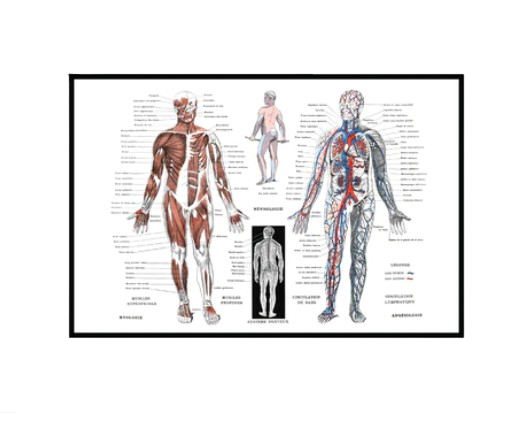 Moodmats - Human Anatomy